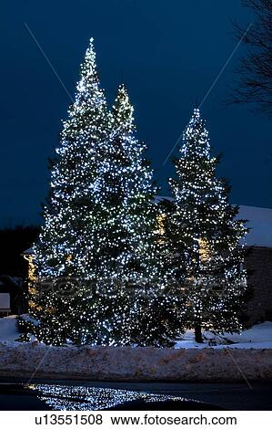 Christmas lights on outside trees View Large Photo Image Stock Photo - Christmas lights on outside trees. Fotosearch