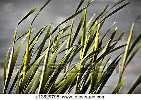 Closeup of blades of grass View Large Photo Image Stock Photo - Closeup of blades of grass. Fotosearch