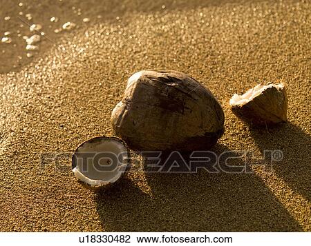 Stock Image - Coconut on beach sand. Fotosearch