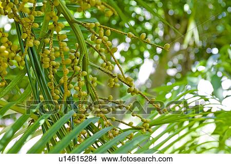 Picture - Coffee plant, Dominican Republic. Fotosearch