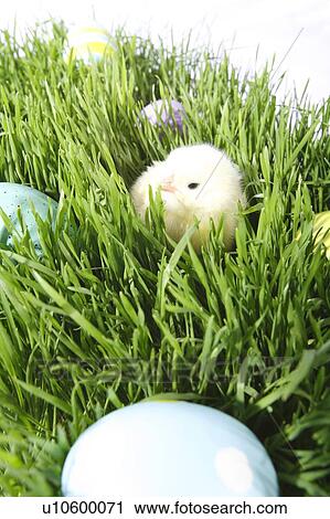 Colored eggs and a baby chick in the grass View Large Photo Image Stock Image - Colored eggs and a baby chick in the grass. Fotosearch