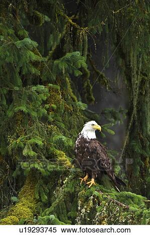 Stock Photography - Eagle in the woods. Fotosearch