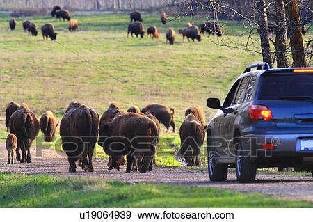 Elk Island National Park, Alberta, Canada View Large Photo Image Stock Photo - Elk Island National Park, Alberta, Canada. Fotosearch