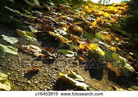 Stock Photo - Fallen leaves on the ground. Fotosearch