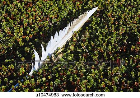 Stock Image - Feather in Moss, Cape Bona Vista. Fotosearch
