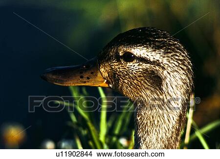 Female mallard duck View Large Photo Image Picture - Female mallard duck. Fotosearch