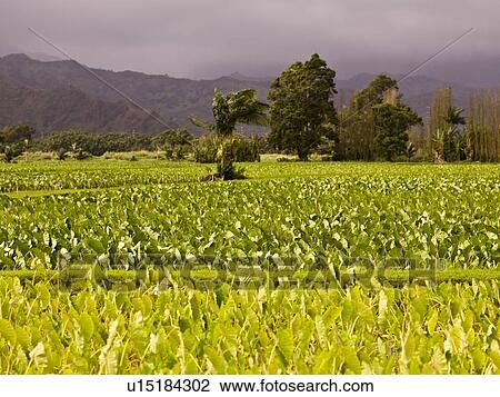 Stock Image - Field, Kaui, Hawaii . Fotosearch