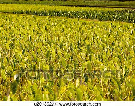 Field, Kaui, Hawaii View Large Photo Image Stock Photo - Field, Kaui, Hawaii . Fotosearch