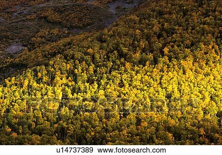 Forest in Fall, Gros Morne National Park, Newfoundland, Canada View Large Photo Image Stock Photo - Forest in Fall, Gros Morne National Park, Newfoundland, Canada. Fotosearch