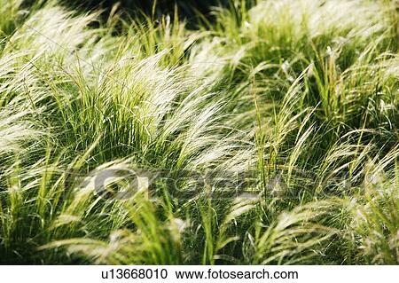 Stock Image - Foxtail grass. Fotosearch