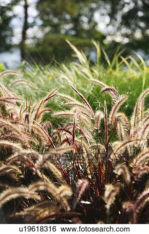 Foxtail grass View Large Photo Image Stock Photograph - Foxtail grass. Fotosearch