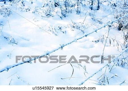 Freshly fallen snow on a barbed wire fence View Large Photo Image Stock Photo - Freshly fallen snow on a barbed wire fence. Fotosearch