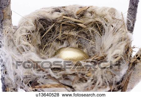 Golden egg in a nest View Large Photo Image Stock Photo - Golden egg in a nest. Fotosearch