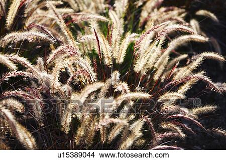 Green foxtail View Large Photo Image Picture - Green foxtail. Fotosearch