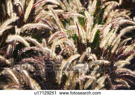 Green Foxtail, Setaria viridis View Large Photo Image Stock Image - Green Foxtail, Setaria viridis. Fotosearch