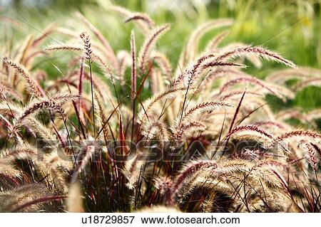 Green foxtail View Large Photo Image Stock Photo - Green foxtail. Fotosearch