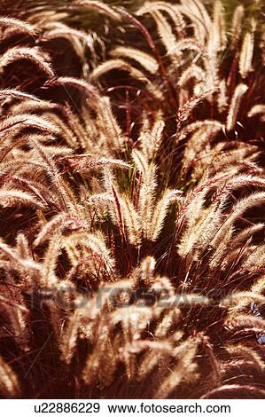 Green foxtail View Large Photo Image Stock Photo - Green foxtail. Fotosearch