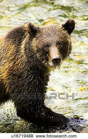 Grizzly bear View Large Photo Image Stock Photo - Grizzly bear. Fotosearch