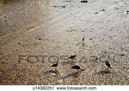Gulls feeding at low tide, Bridlington, England View Large Photo Image Stock Image - Gulls feeding at low tide, Bridlington, England. Fotosearch