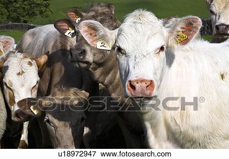Stock Photo - Herd of cows, Derbyshire, England . Fotosearch
