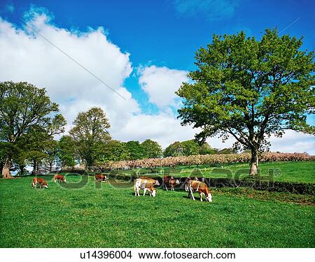 Picture - Hereford bullocks, Ireland. Fotosearch