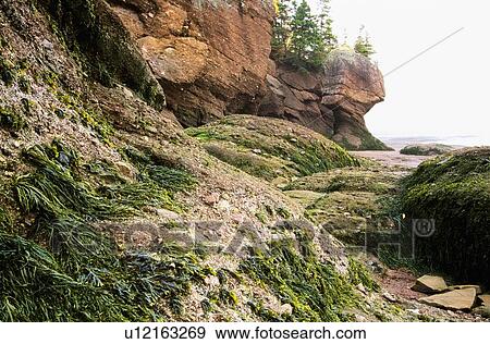 Hopewell Rocks, Shepody Bay, New Brunswick, Canada View Large Photo Image Stock Photo - Hopewell Rocks, Shepody Bay, New Brunswick, Canada. Fotosearch