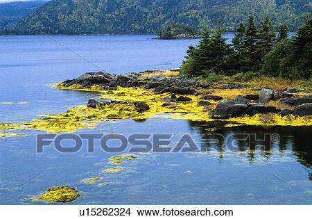 Island at Swift Current, Burin Peninsula, Newfoundland, Canada View Large Photo Image Picture - Island at Swift Current, Burin Peninsula, Newfoundland, Canada . Fotosearch