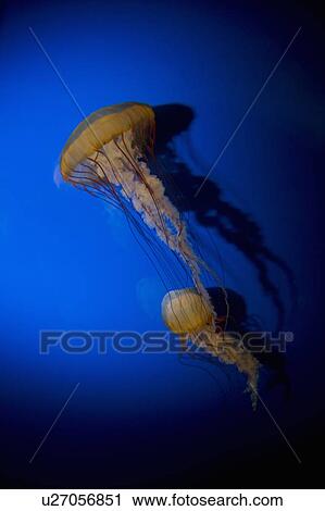 Stock Image - Jellyfish. Fotosearch