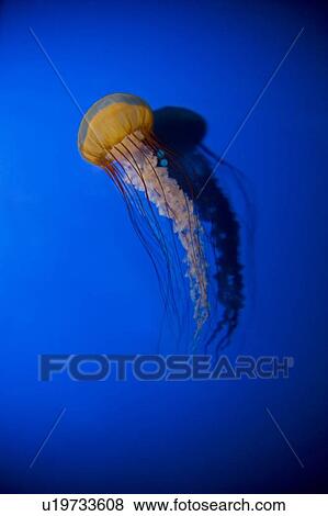 Jellyfish View Large Photo Image Stock Photo - Jellyfish. Fotosearch