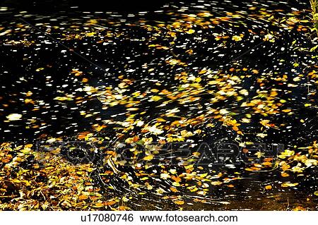 Leaves floating in the water View Large Photo Image Stock Photograph - Leaves floating in the water. Fotosearch