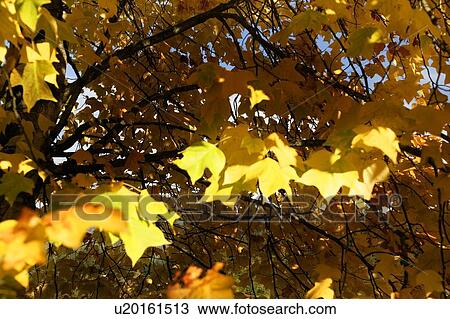 Leaves in the fall View Large Photo Image Stock Image - Leaves in the fall. Fotosearch