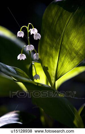 Stock Photo - Lily of the valley flowers. Fotosearch