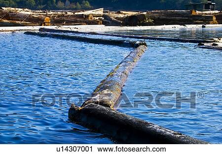 Stock Image - Logs floating in water, lumber industry. Fotosearch