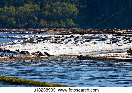 Stock Image - Logs in the water. Fotosearch