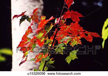 Maple leaves View Large Photo Image Stock Photograph - Maple leaves . Fotosearch