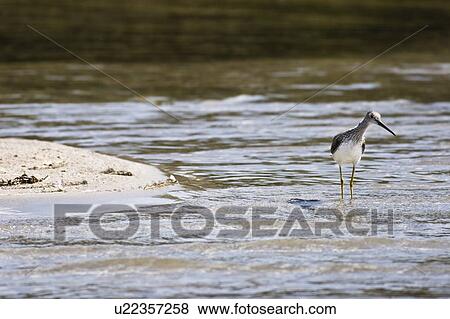 Marbled Godwit (Limosa fedoa) View Large Photo Image Stock Photo - Marbled Godwit (Limosa fedoa). Fotosearch