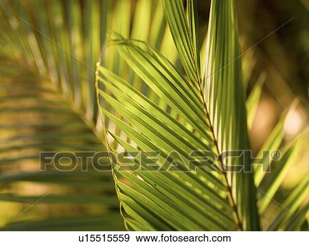 Stock Photo - Palm branches. Fotosearch