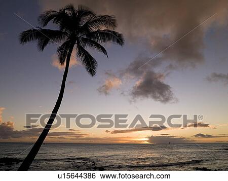 Stock Photograph - Palm tree, Kauai, Hawaii . Fotosearch