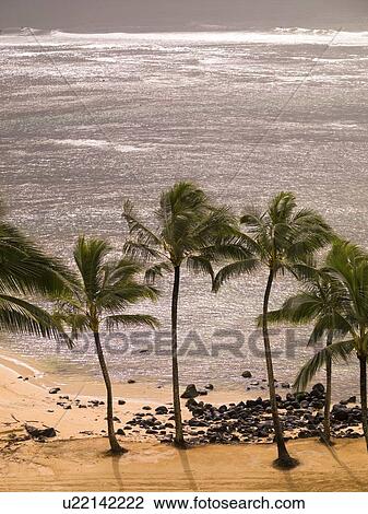 Stock Image - Palm trees and beach, Kaui, Hawaii . Fotosearch