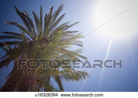 Palm trees, Hydra Island, Saronic, Greece View Large Photo Image Picture - Palm trees, Hydra Island, Saronic, Greece. Fotosearch