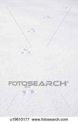 Paw prints in the snow View Large Photo Image Stock Photo - Paw prints in the snow. Fotosearch