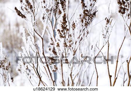 Plants in winter View Large Photo Image Stock Photo - Plants in winter. Fotosearch