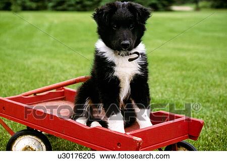 Puppy sitting in red wagon View Large Photo Image Stock Photography - Puppy sitting in red wagon. Fotosearch