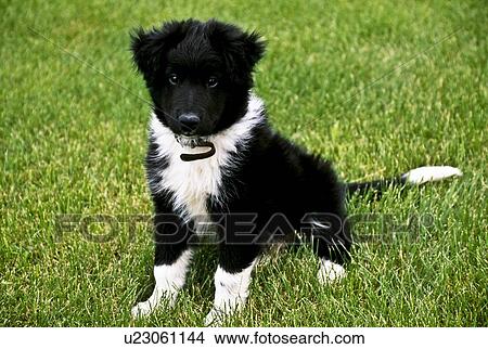 Picture - Puppy sitting on the grass. Fotosearch