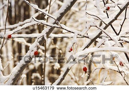 Stock Photo - Red berries on snow covered branches. Fotosearch