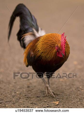 Rooster View Large Photo Image Stock Photo - Rooster. Fotosearch