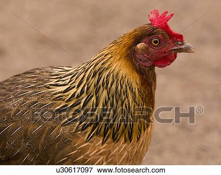 Rooster View Large Photo Image Stock Photo - Rooster. Fotosearch