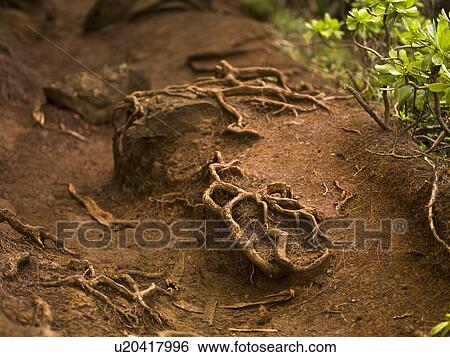 Roots, Napali Coast State Park, Kauai, Hawaii View Large Photo Image Stock Photograph - Roots, Napali Coast State Park, Kauai, Hawaii. Fotosearch