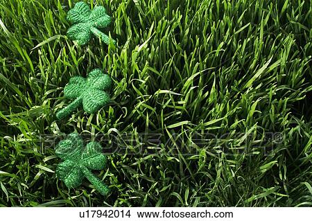Picture - Shamrocks in the grass. Fotosearch
