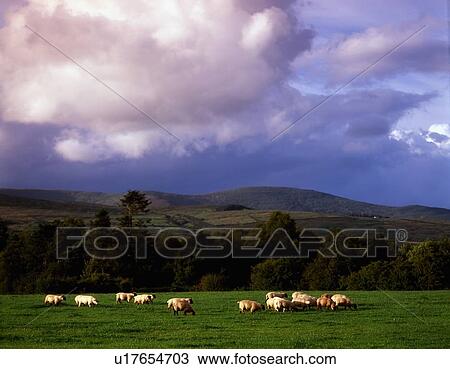Stock Image - Sheep, Co Mayo, Ireland. Fotosearch